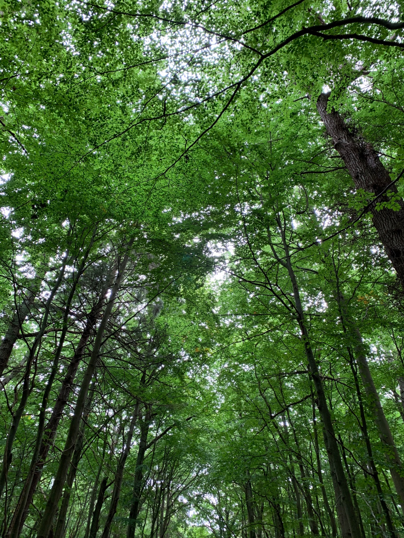 Beech forest near Berlin