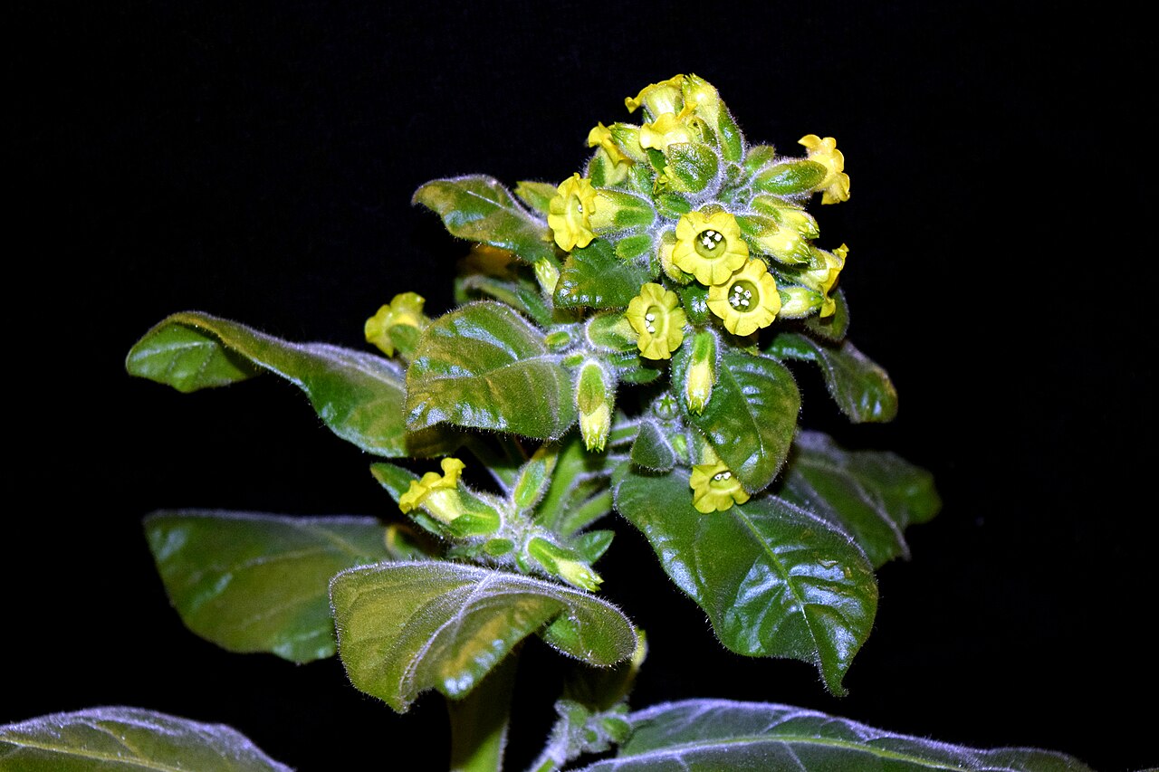 Mapacho tobacco leaves