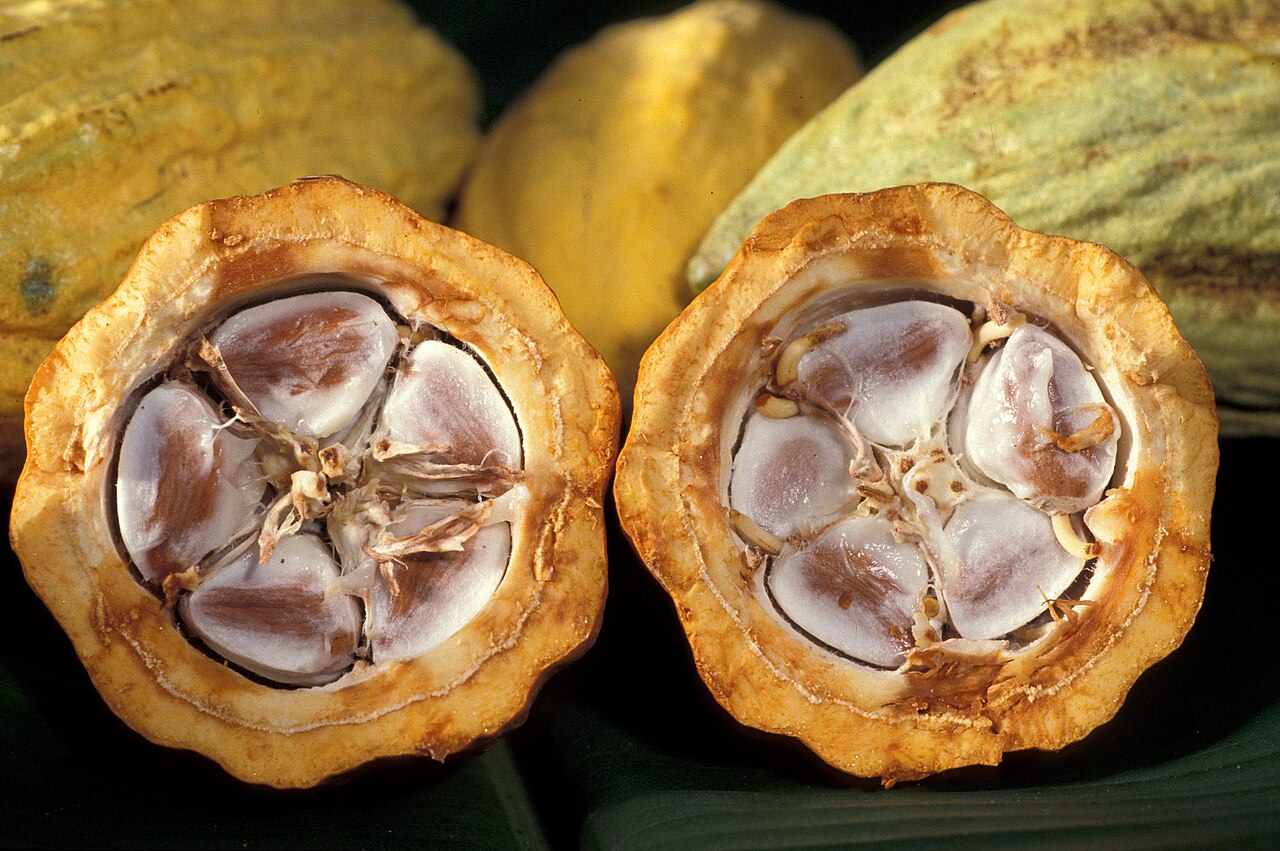 Cacao pods on the tree