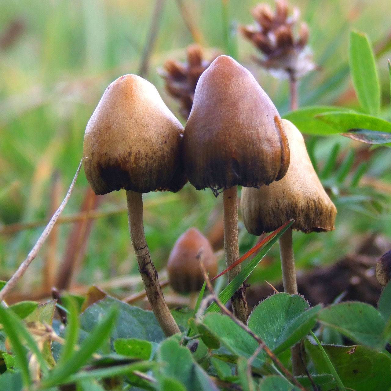 Psilocybin mushrooms